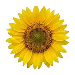 Flower Sudoku Sunflower game icon