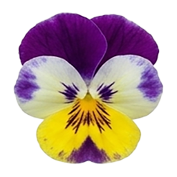 Flower Sudoku Tricolor Pansy game icon